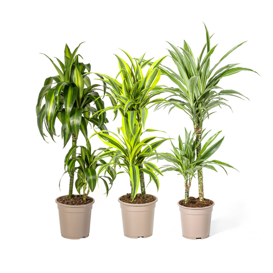 Drachenbaum Trio (⭥80cm) - Pflegeleicht