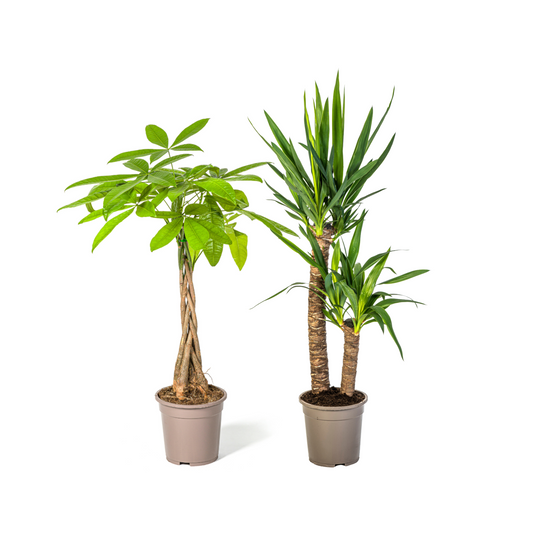 Glückskastanie (⭥80cm) & Palmlilie (⭥80cm) - Tierfreundlich