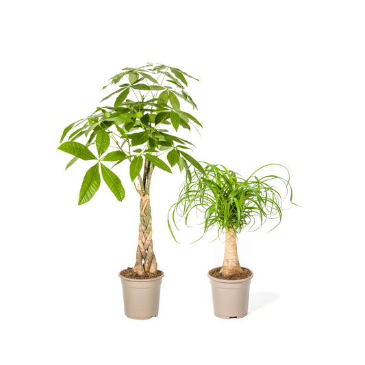 Glückskastanie (⭥100cm) & Elefantenfuß (⭥50cm) - Tierfreundlich