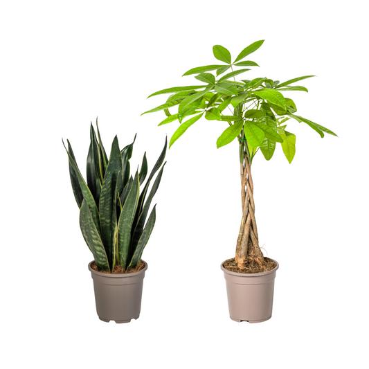 Sansevieria (⭥50cm) & Glückskastanie (⭥80cm) - Pflegeleicht