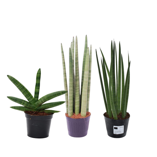 Sansevieria Skyline (⭥25cm) & Spaghetti (⭥40cm) & Bacularis (⭥38cm) - Pflegeleicht