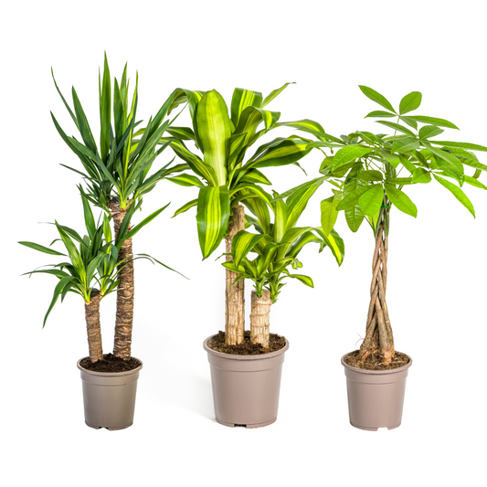Palmlilie (⭥80cm) & Drachenbaum (⭥80cm) & Glückskastanie (⭥80cm) - Pflegeleicht