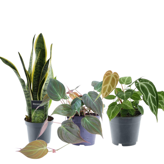 Sansevieria (⭥45cm) & Philodendron (⭥25cm) & Anthurium (⭥35cm)