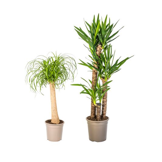 Elefantenfuß (⭥90cm) & Palmlilie (⭥130cm) - Pflegeleicht