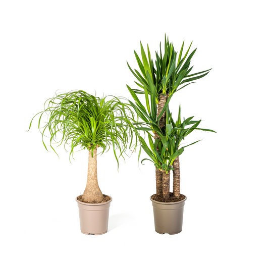 Elefantenfuß (⭥70cm) & Palmlilie (⭥100cm) - Pflegeleicht