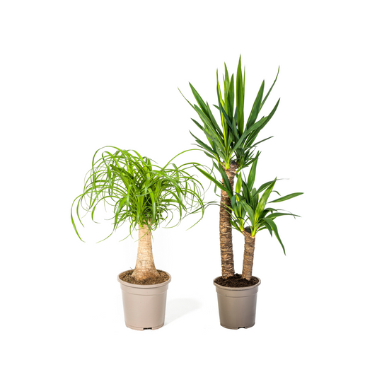 Elefantenfuß (⭥50cm) & Palmlilie (⭥80cm) - Pflegeleicht
