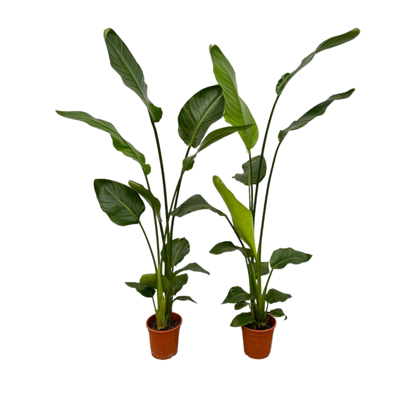[2er-Pack] Strelitzia Nicolai ⭥130cm - "Paradiesvogelblume"