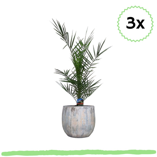 3 Stück - Phoenix Canariensis - 3 für 2 - pflegeleicht - 〈⭥80cm〉