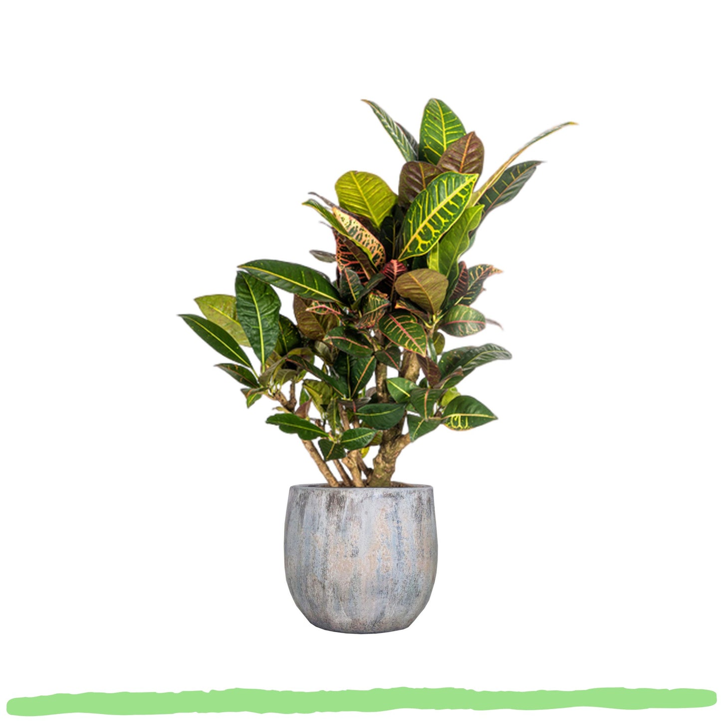 Croton Petra - Wunderstrauch - 〈⭥70cm〉