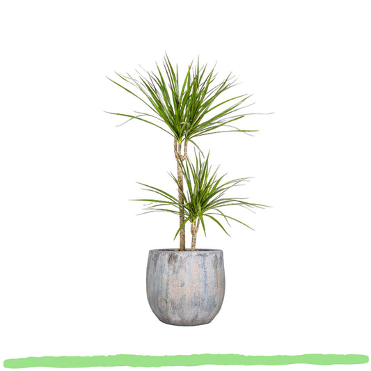 Dracaena Marginata "Green" - Drachenbaum - 〈⭥80cm〉