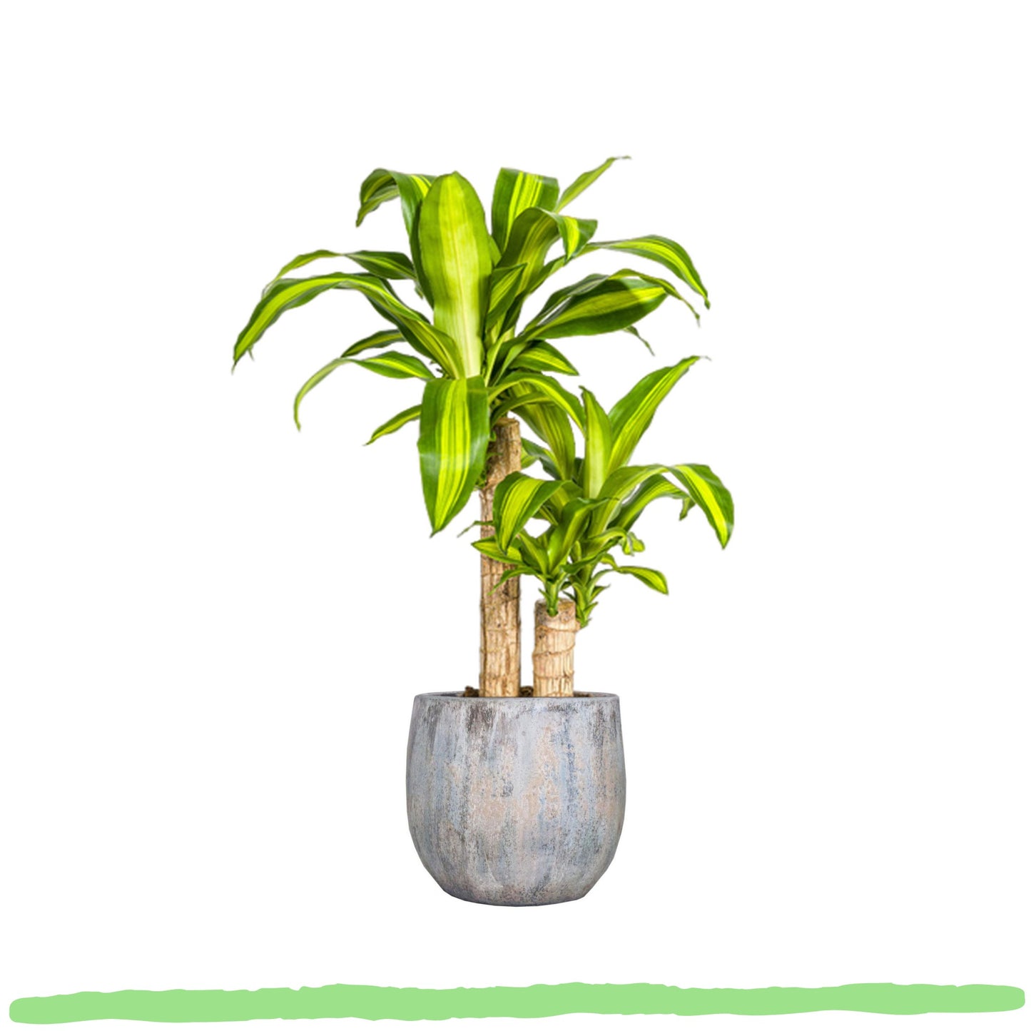 Dracaena Fragrans Massangeana - Drachenbaum -  ⭥80cm