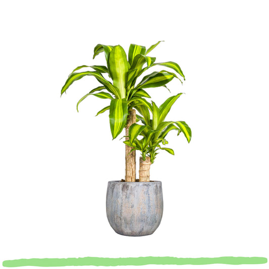Dracaena Fragrans Massangeana - Drachenbaum -  ⭥80cm
