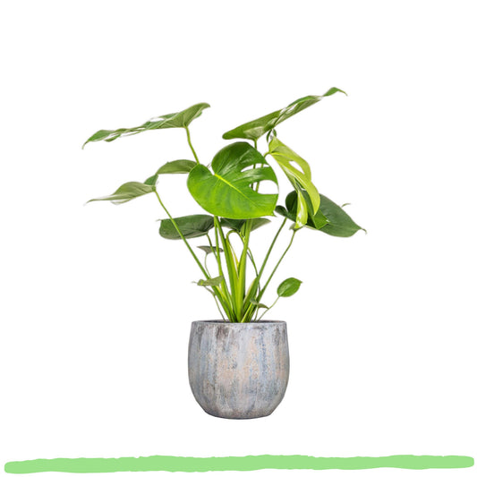 Monstera Deliciosa Tauerii "Kompaktes Fensterblatt" - ⭥70cm