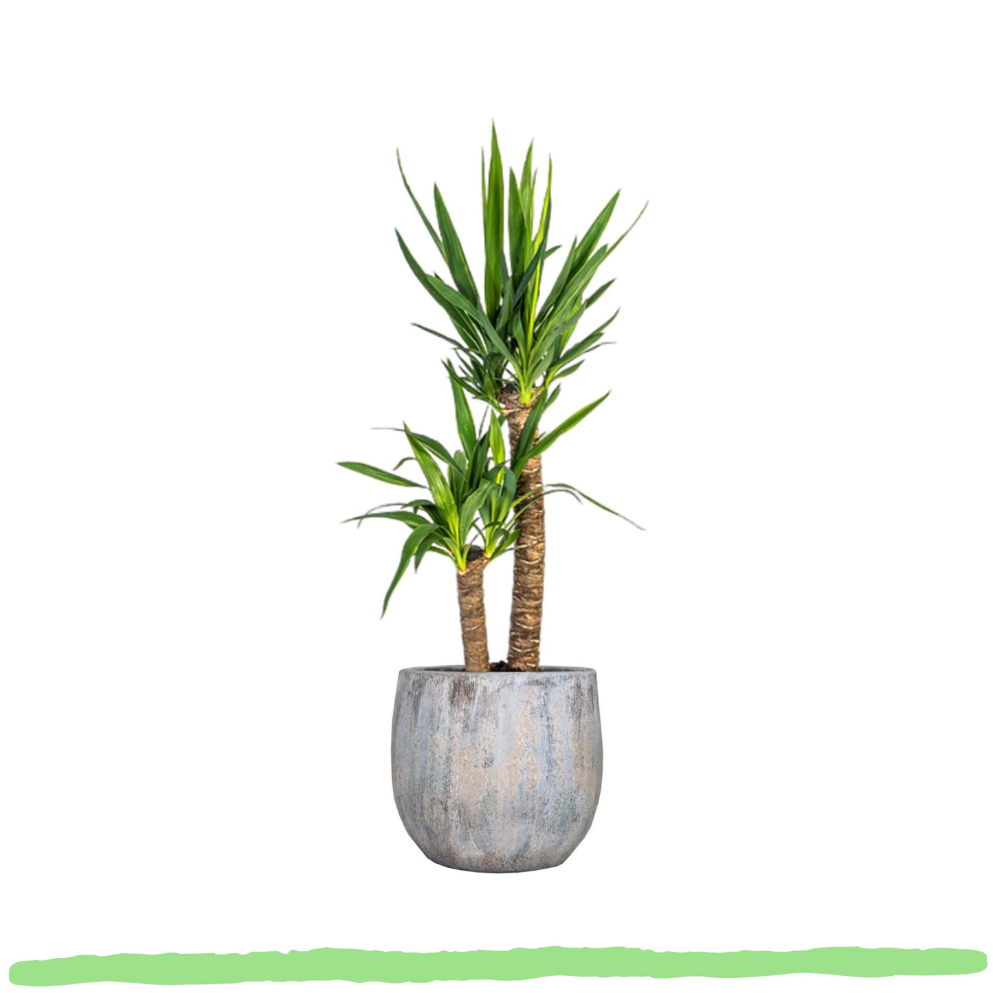 Yucca Elephantipes "Palmlilie" - 〈⭥80cm〉