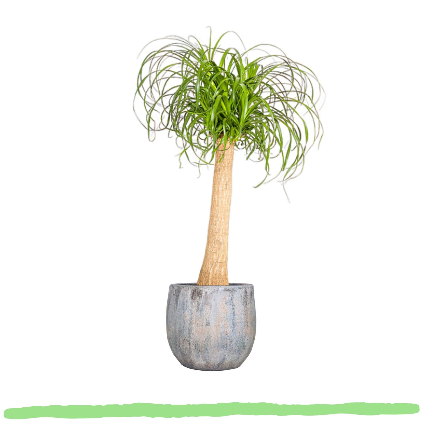 Beaucarnea Recurvata "Elefantenfuß" - 〈⭥90cm〉