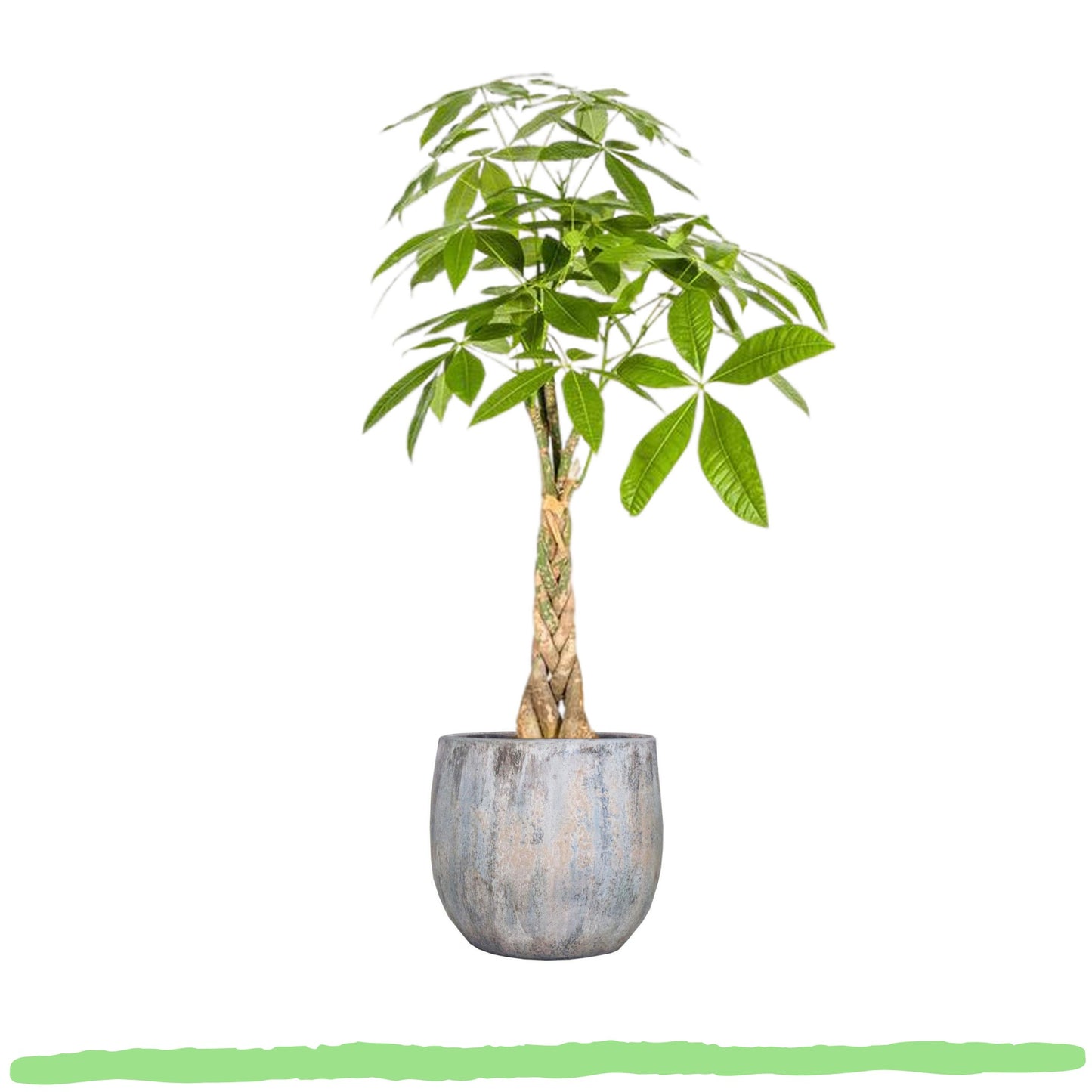 Pachira Aquatica "Glückskastanie" - 〈⭥100cm〉