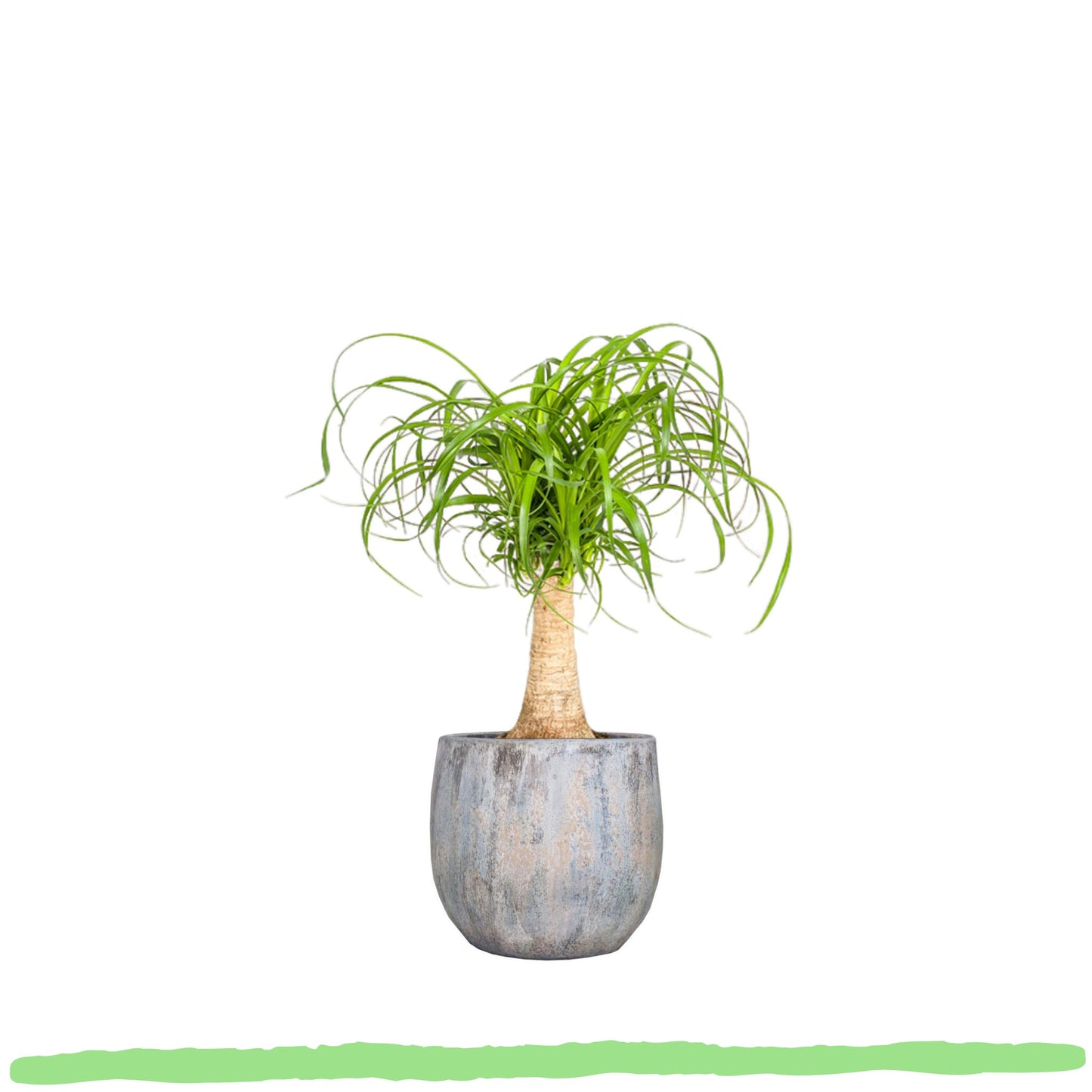 Beaucarnea Recurvata "Elefantenfuß" - 〈⭥50cm〉