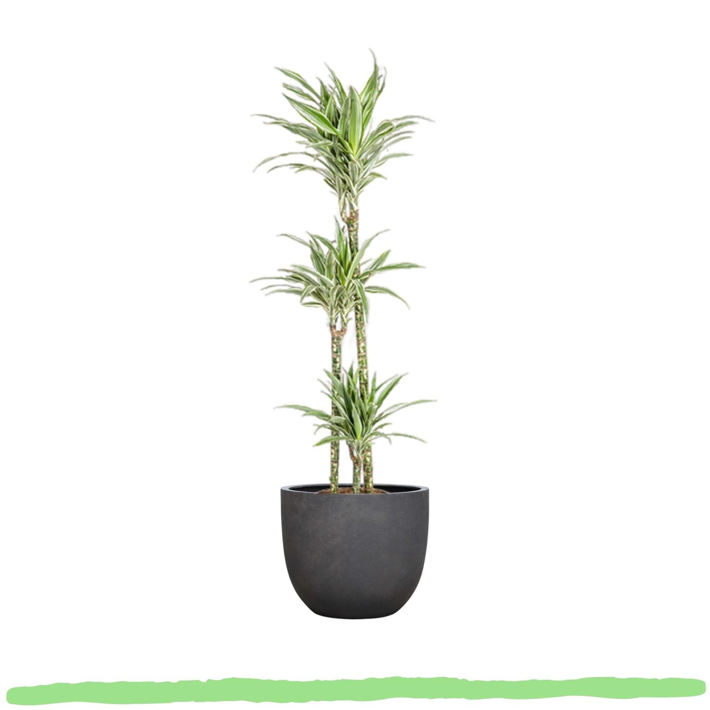 Dracaena Deremensis "White Stripe" - Drachenbaum - 〈⭥140cm〉