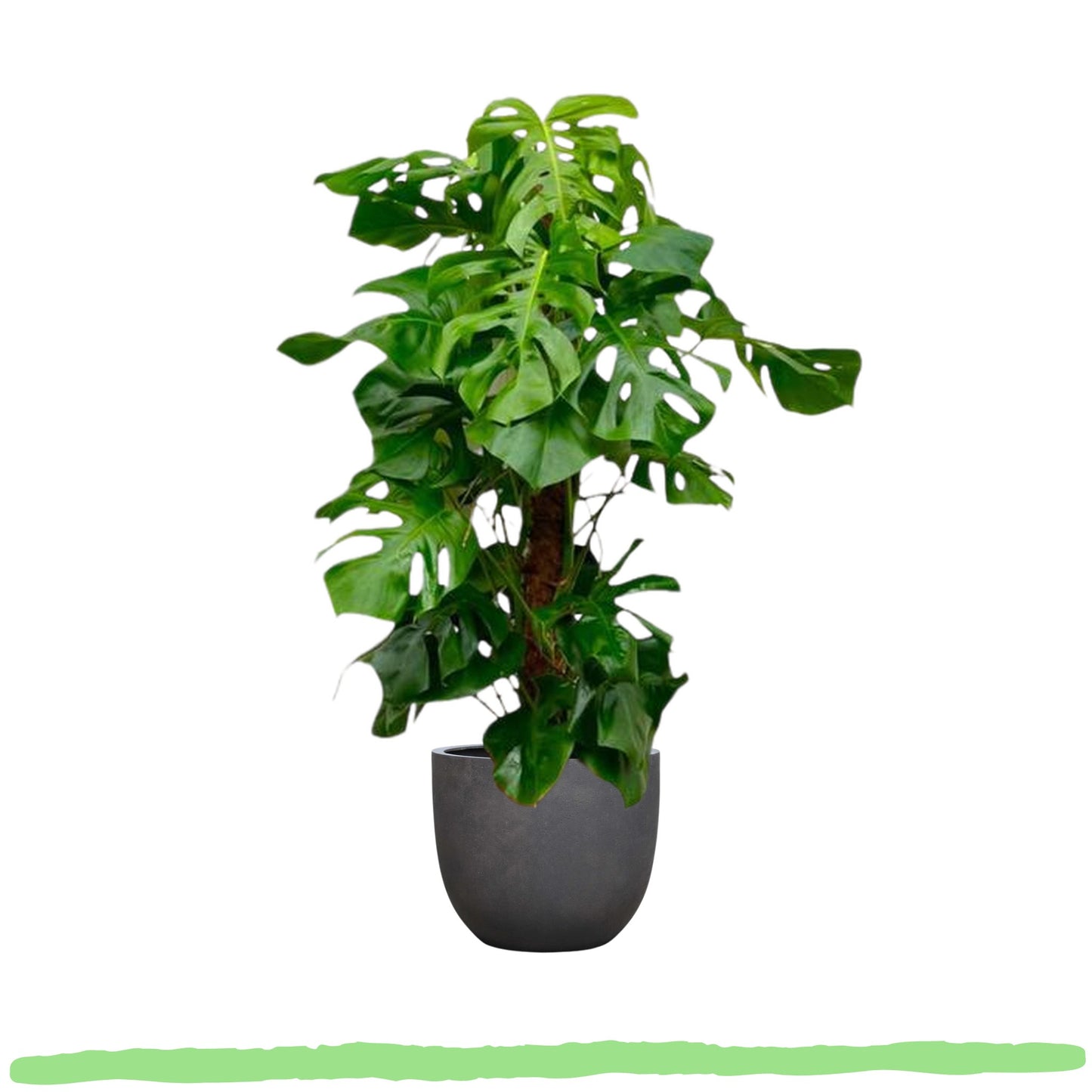 Monstera Deliciosa "Fensterblatt" am Moosstab -〈⭥150cm〉