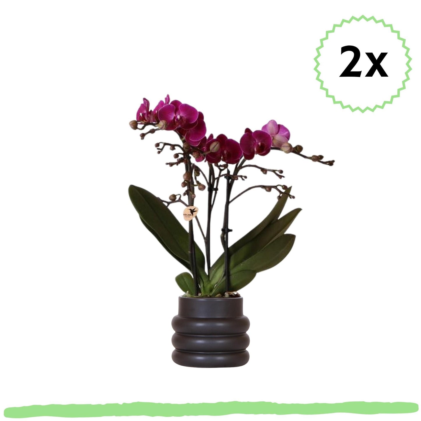 2 Stück - Phalaenopsis Orchideen - lila Schmetterlingsorchidee "Morelia" - 〈⭥35cm〉