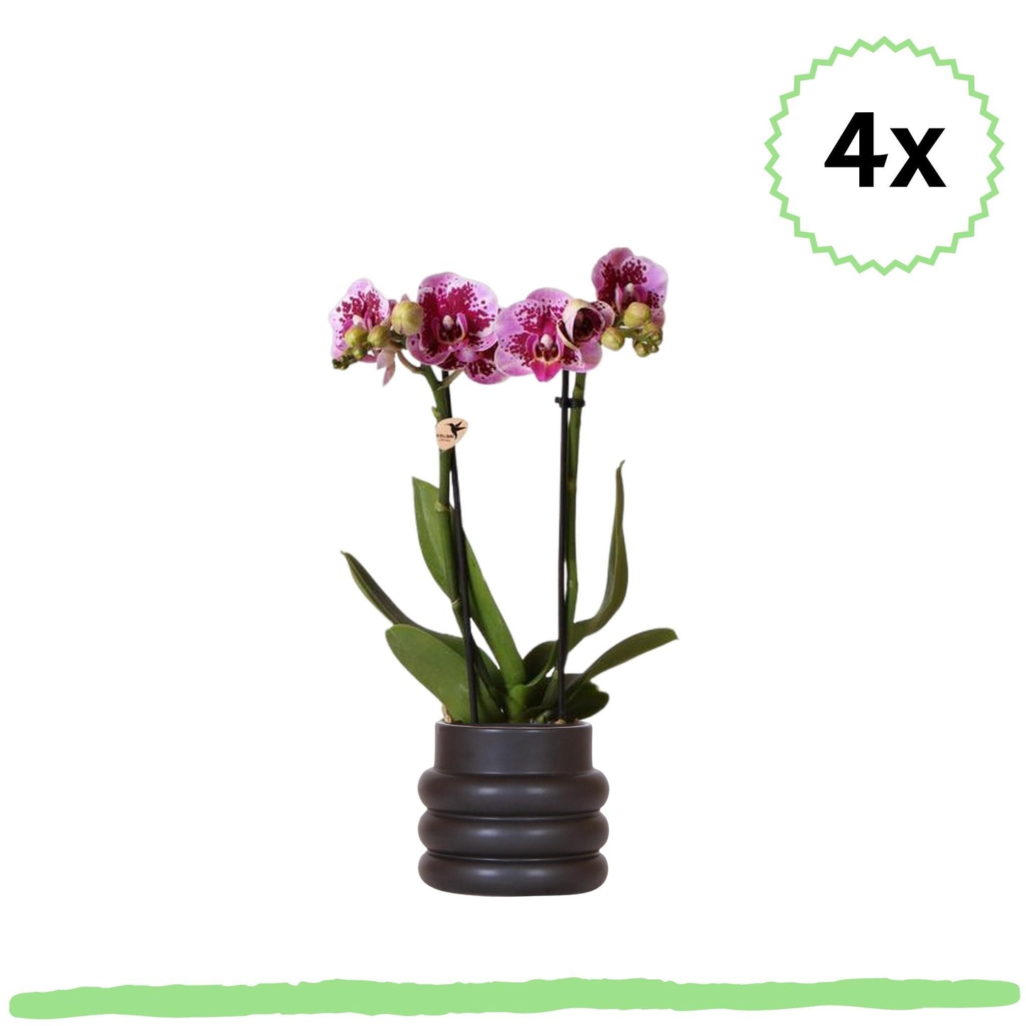 4 Stück - Phalaenopsis Orchideen - rosa/lila Schmetterlingsorchidee "El Salvador" - 〈⭥35cm〉