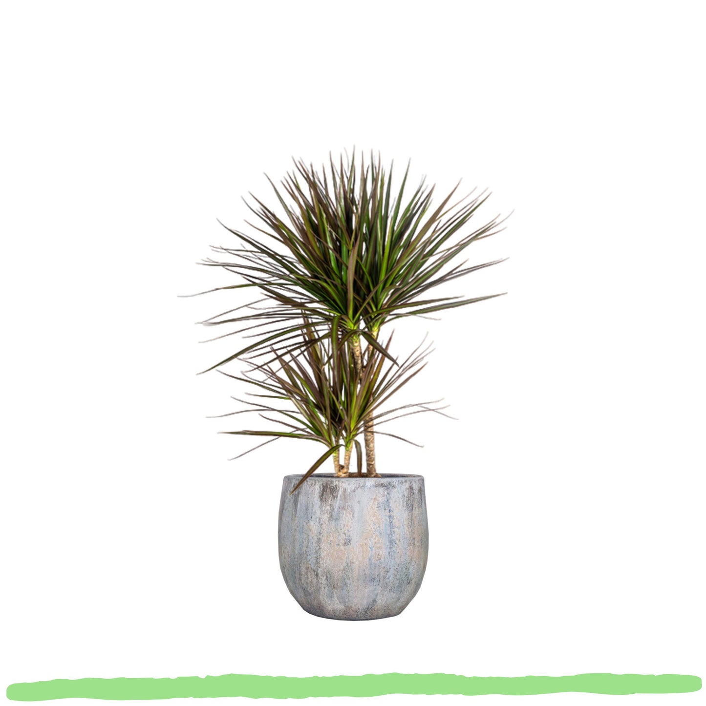 Dracaena Marginata "Magenta" - Drachenbaum - 〈⭥60cm〉