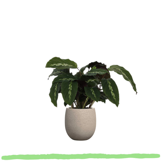 Calathea Maui Queen "Königin-Korbmarante" - 〈⭥35cm〉