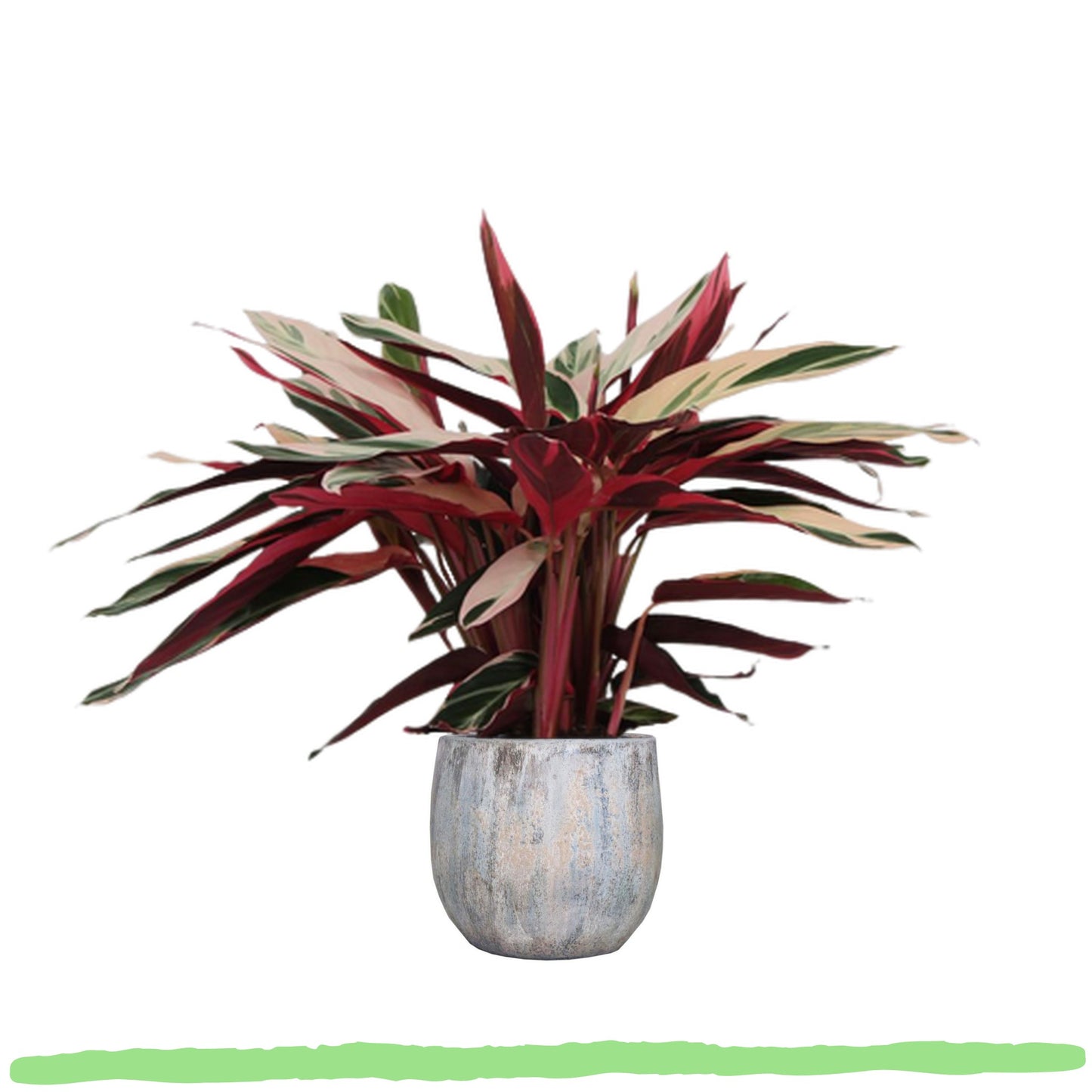 Calathea Triostar "Regenbogen-Korbmarante" - ⭥70cm