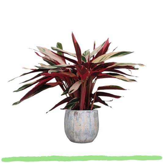 Calathea Triostar - ⭥70cm