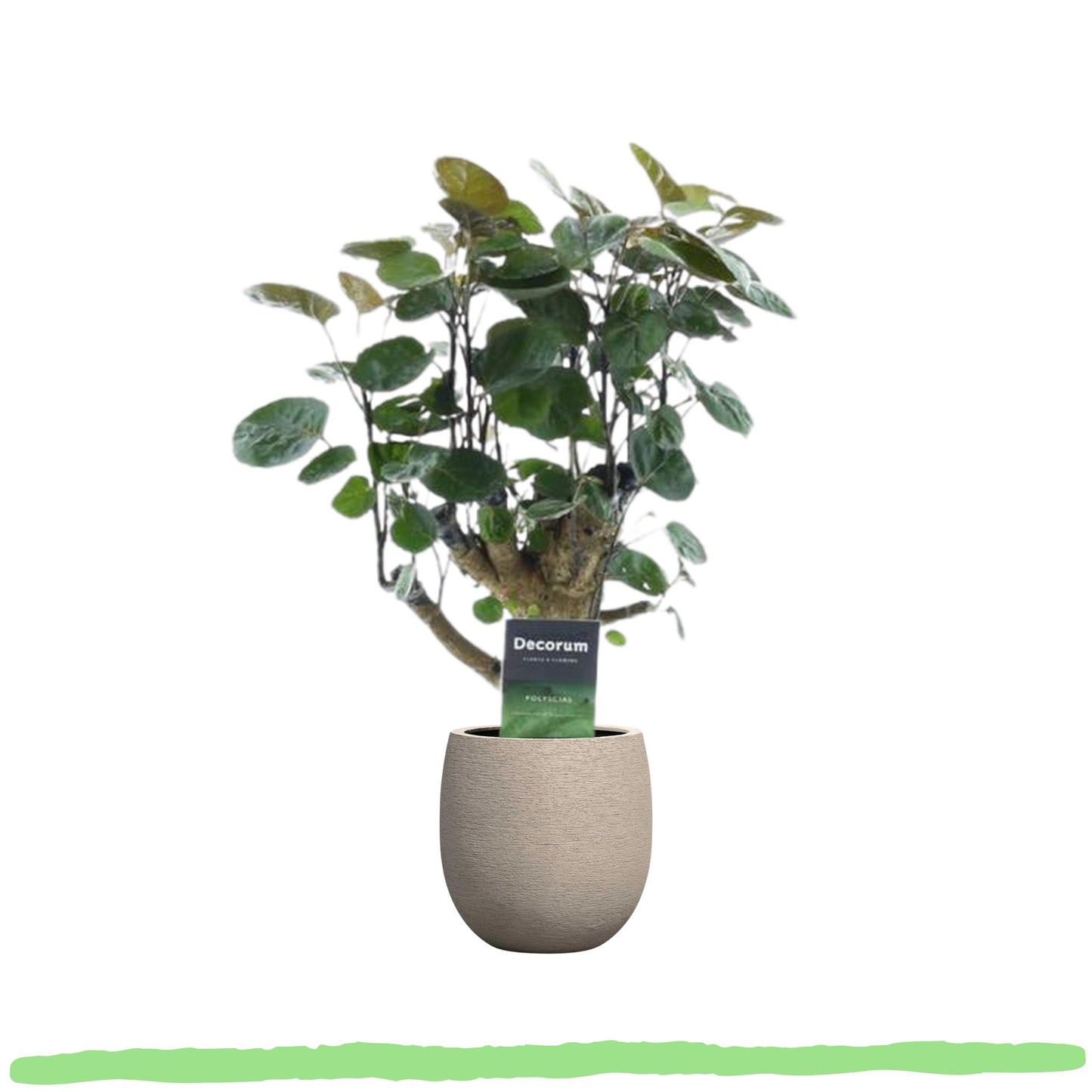 Polyscias Fabian - 〈⭥45cm〉