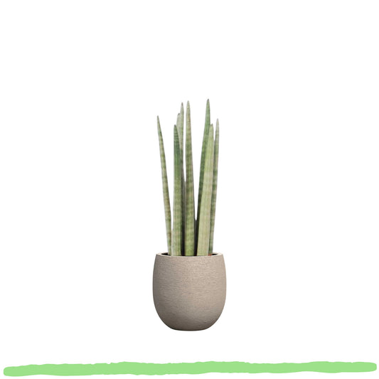 Sansevieria Cylindrica "Spaghetti" - Bogenhanf - 〈⭥40cm〉