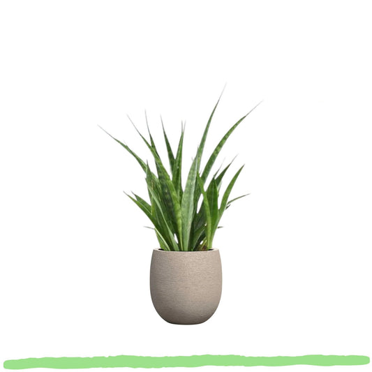 Sansevieria Kirkii "Friends" - Bogenhanf - 〈⭥38cm〉