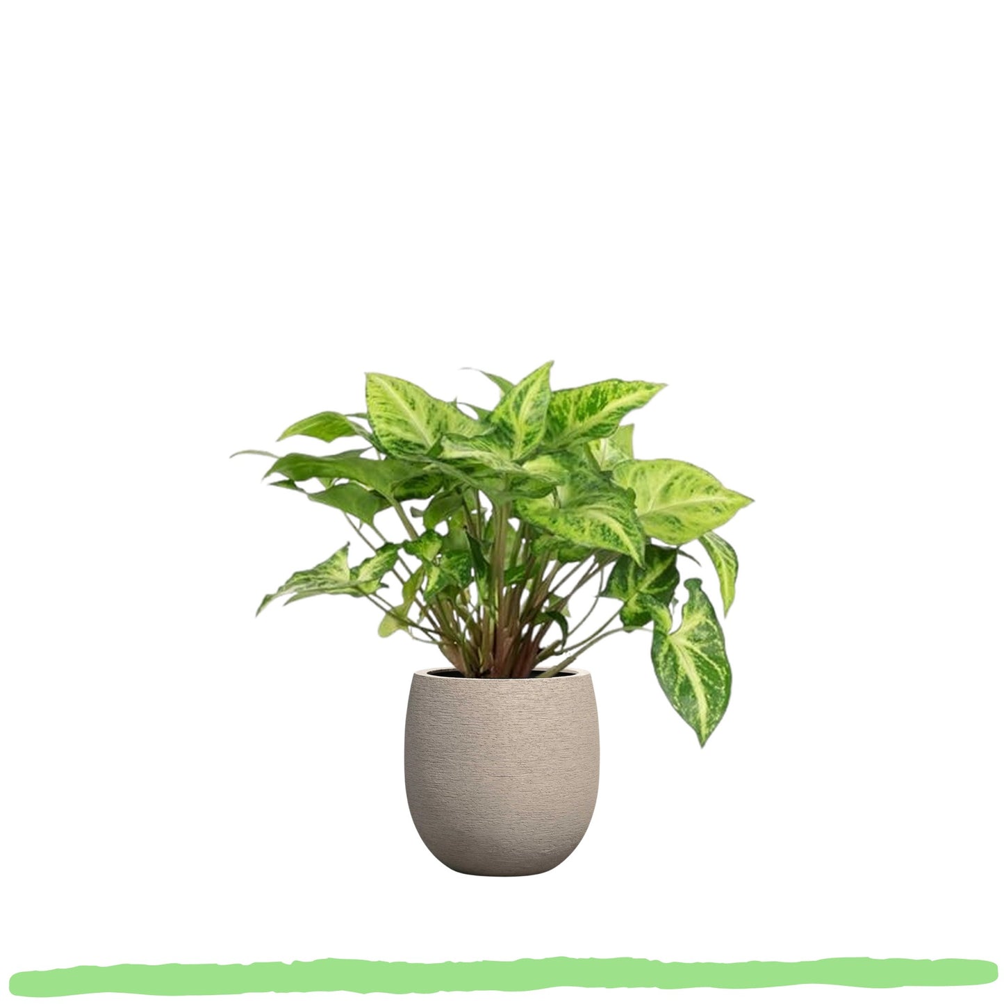 Syngonium Mottled  "Pfeilblatt" - 〈⭥25cm〉