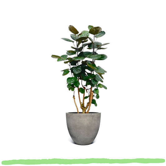 Polyscias Fabian - ⭥130cm