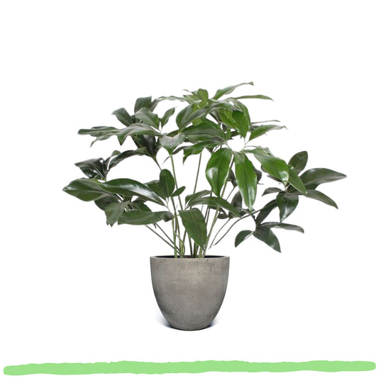 Philodendron Green Wonder - 〈⭥120cm〉