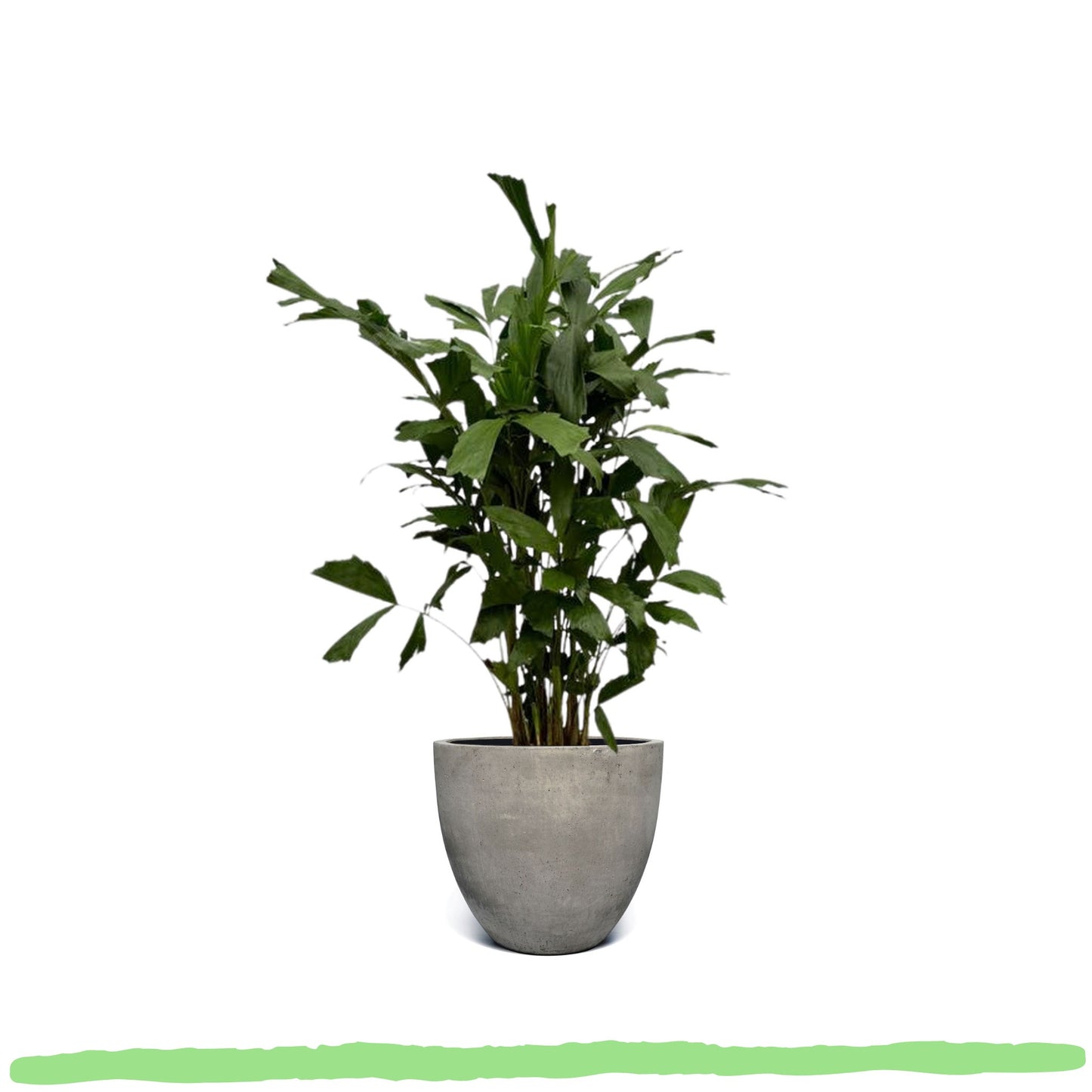 Caryota Mitis "Fischschwanzpalme" - ⭥120cm