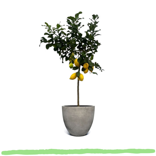 Citrus Calamondin "Kalamondin-Zitrus" - 〈⭥150cm〉