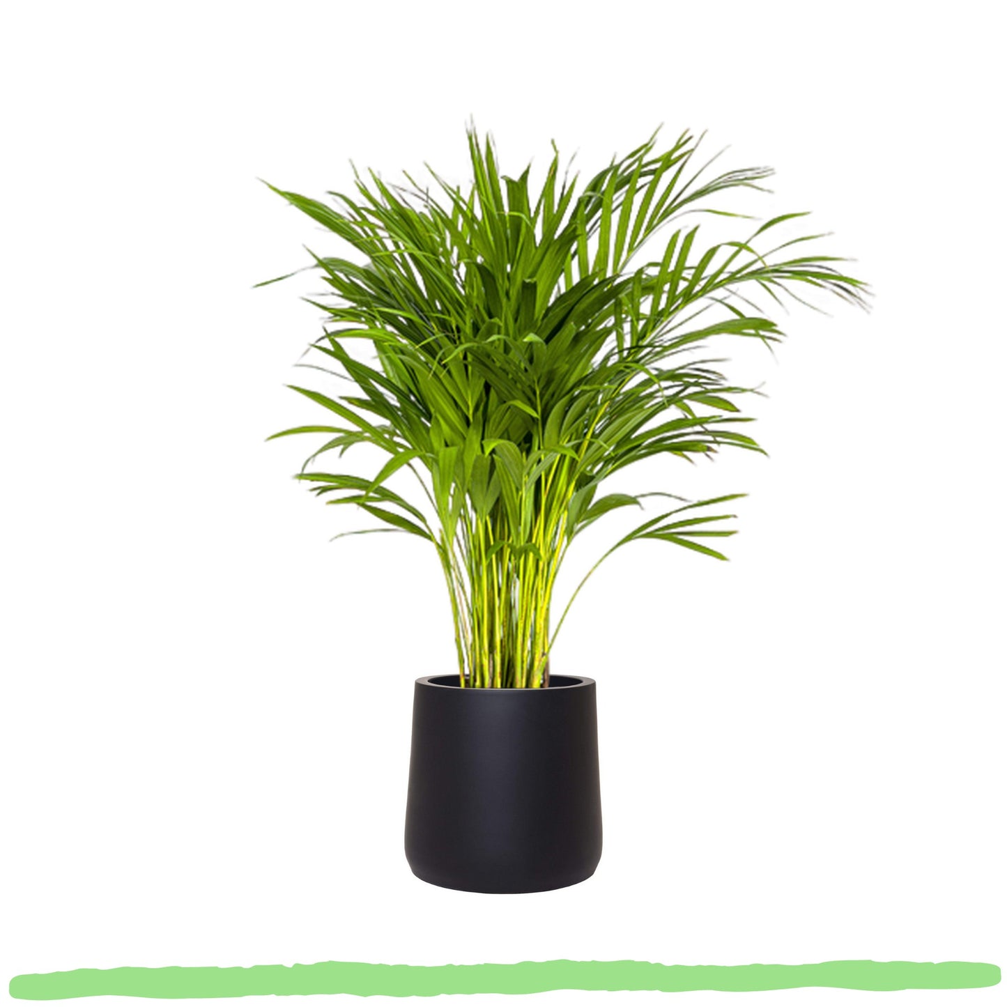 Dypsis Lutescens "Goldfruchtpalme" - 〈⭥90cm〉