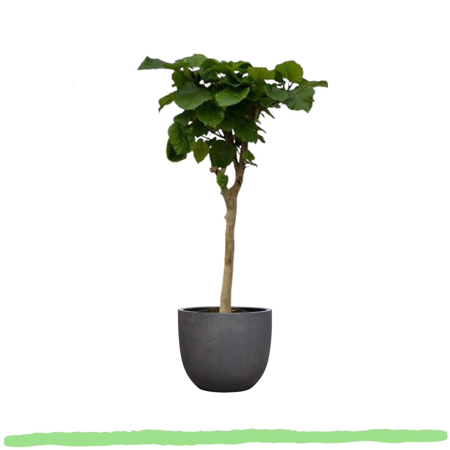 Ficus Umbellata - 〈⭥130cm〉