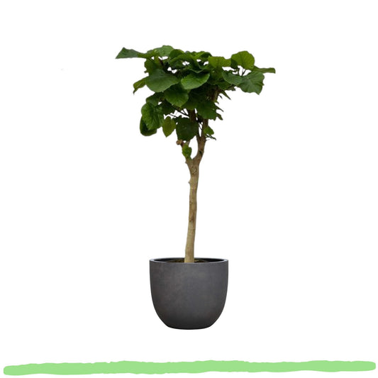 Ficus Umbellata - 〈⭥130cm〉