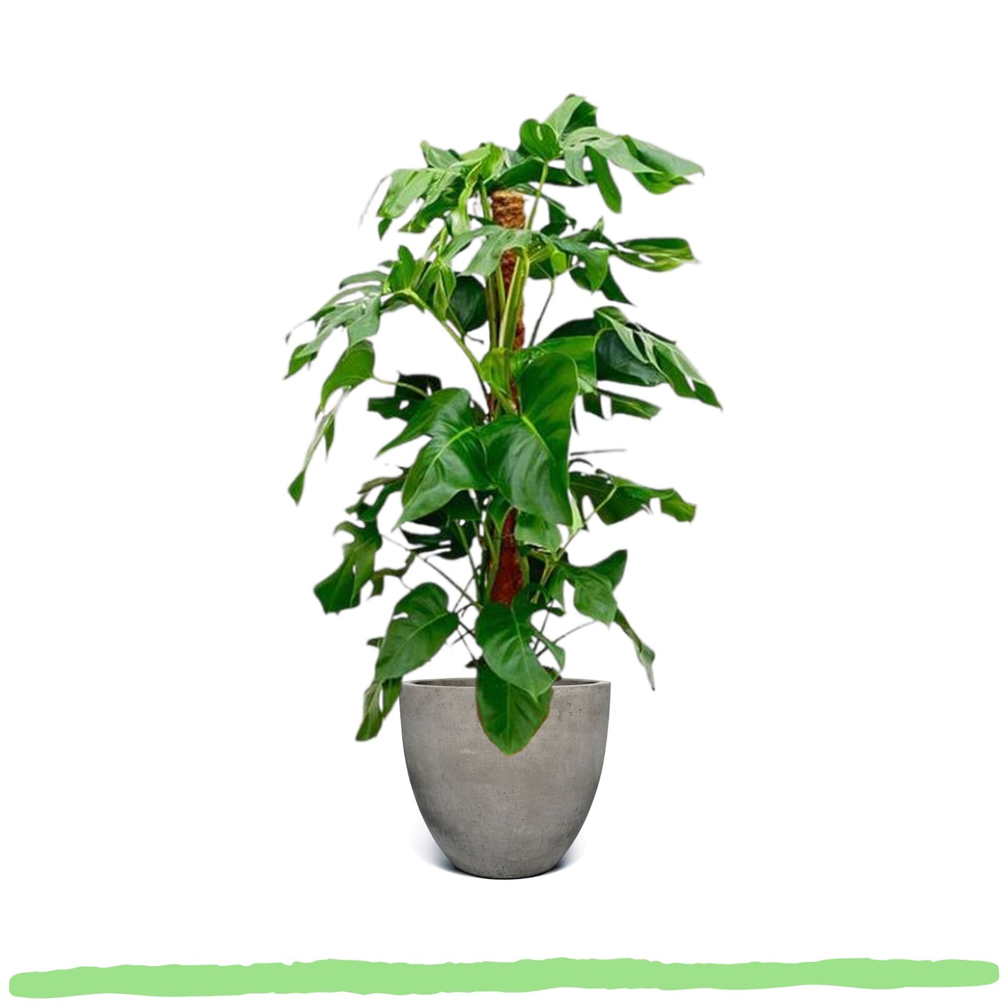 Monstera Pertusum "Fensterblatt" am Moosstab - ⭥120cm