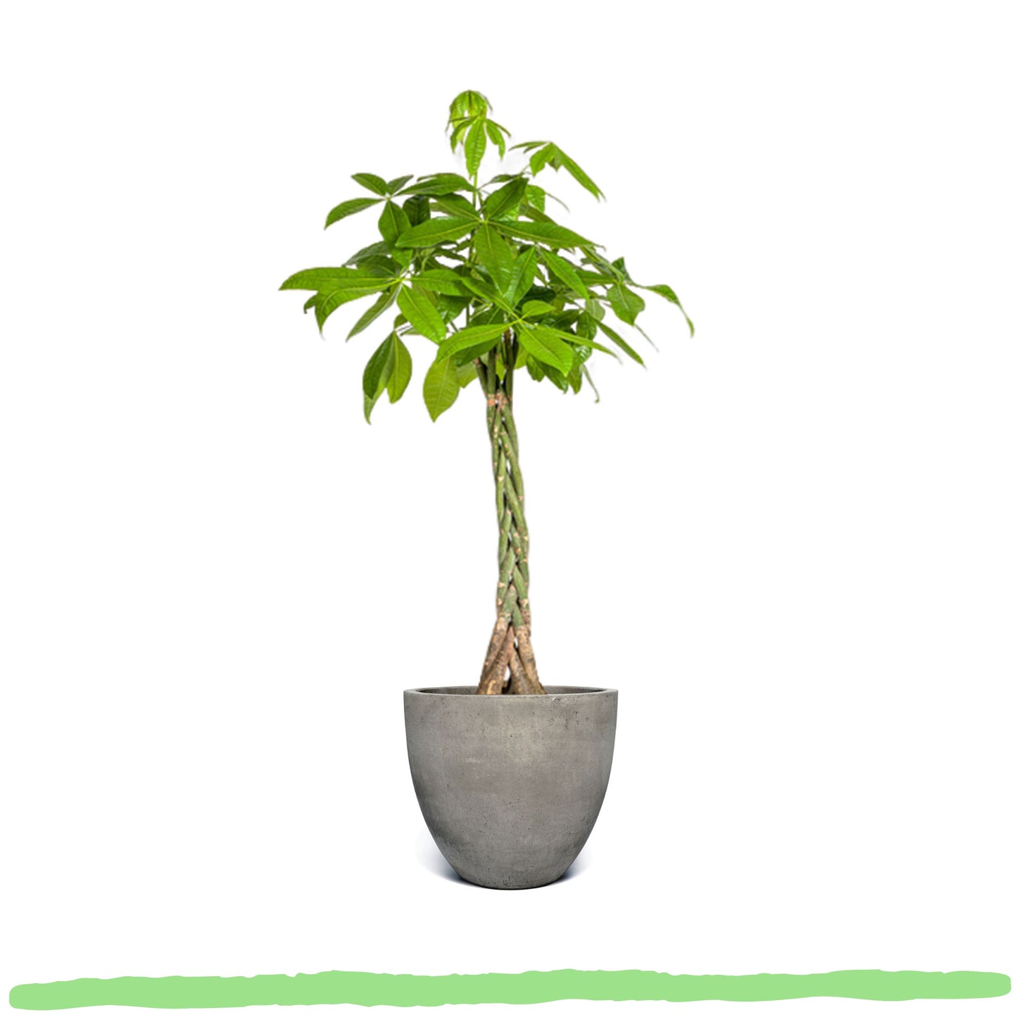Pachira Aquatica "Glückskastanie" - 〈⭥140cm〉