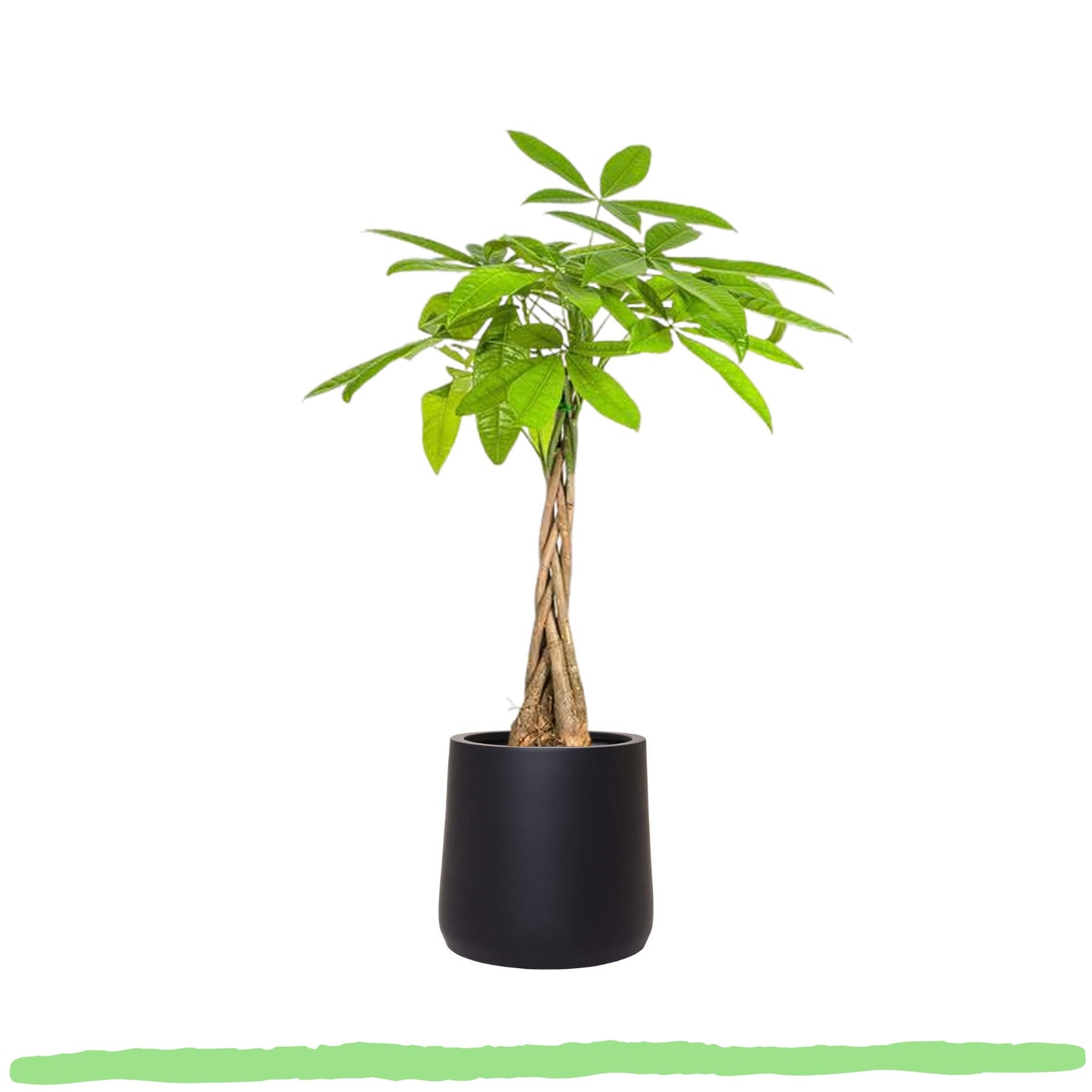 Pachira Aquatica "Glückskastanie" - 〈⭥80cm〉