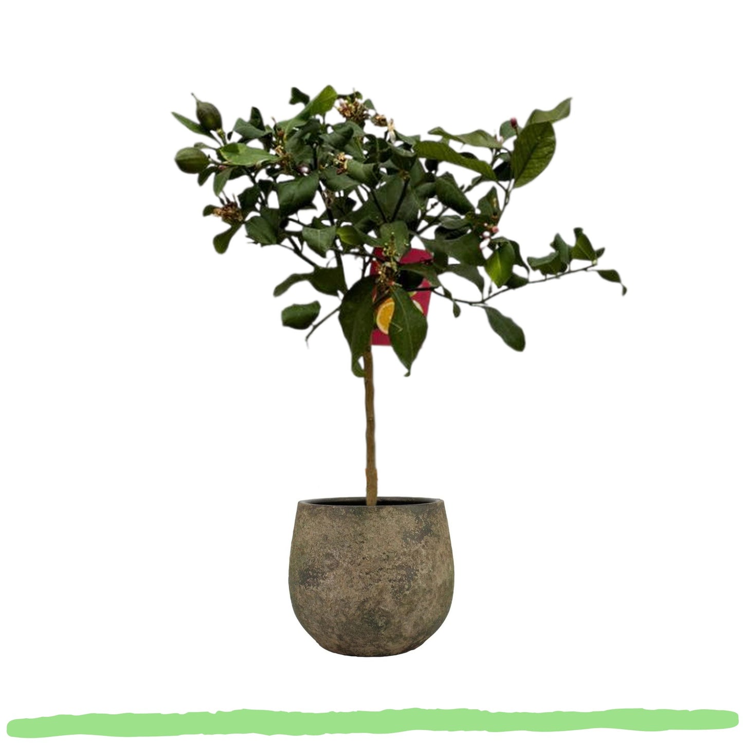 Citrus Calamondin "Kalamondin-Zitrus" - 〈⭥80cm〉