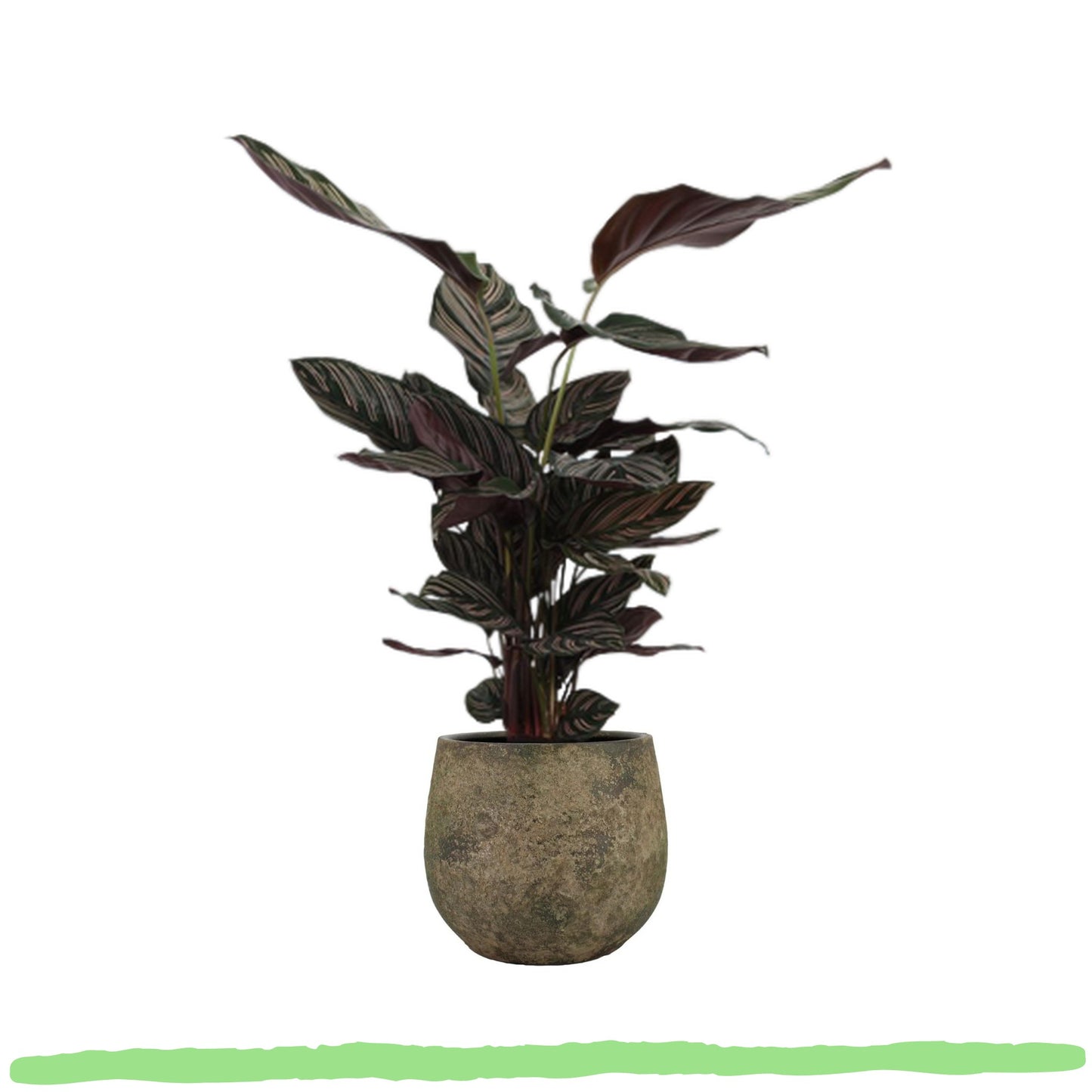 Calathea Sanderiana "Pinselstrich-Korbmarante" - 〈⭥80cm〉
