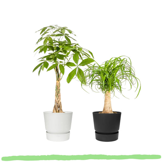 Pflanzenset "Exotisches Duo" - Tierfreundlich - (Ø17 & 21cm, ⭥50 & 100cm)