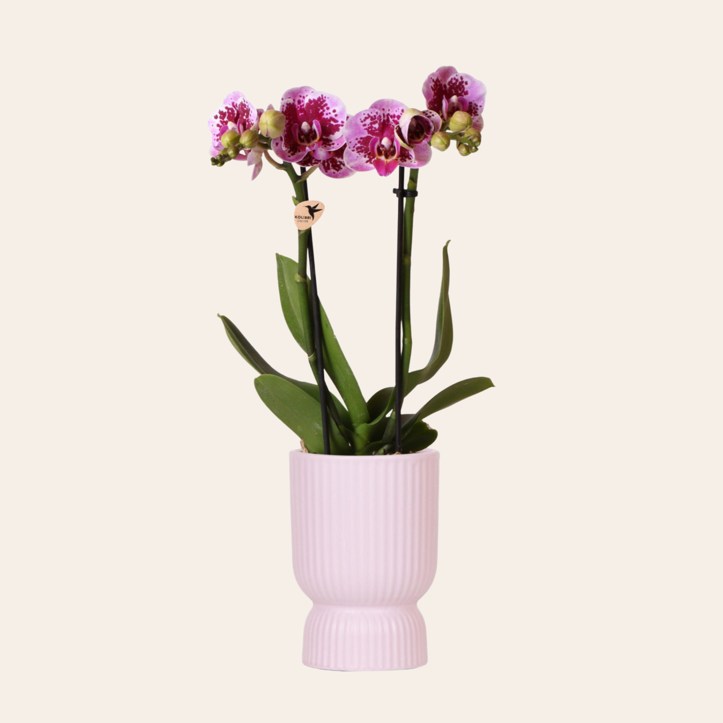 Rosa/Lila Orchidee "El Salvador" - ⭥35cm - mit Ziertopf Diabolo in Rosa