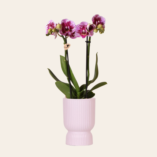 Rosa/Lila Orchidee "El Salvador" - ⭥35cm - mit Ziertopf Diabolo in Rosa