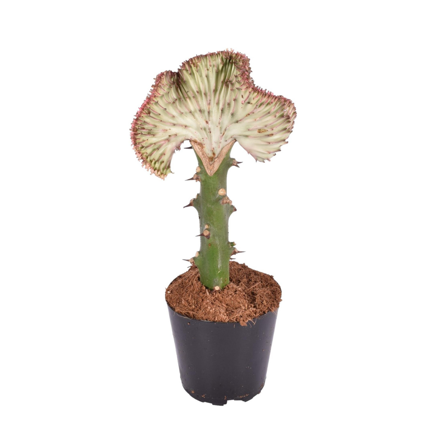 Rote Euphorbia Lactea Cristata - ⭥35cm