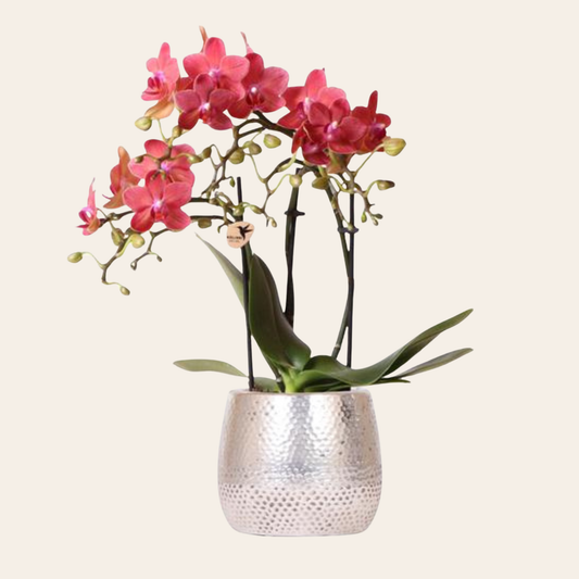 Rote Orchidee "Kongo" - ⭥35cm - mit Ziertopf Elite in Silber